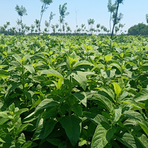 河北玄参种植户