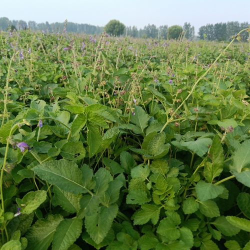 河南丹参种植户