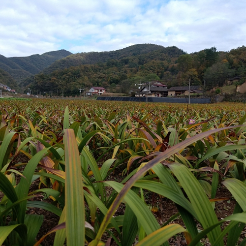 湖南白芨种植户