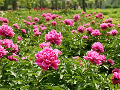 药材种植白芍栽培需要注重的几点