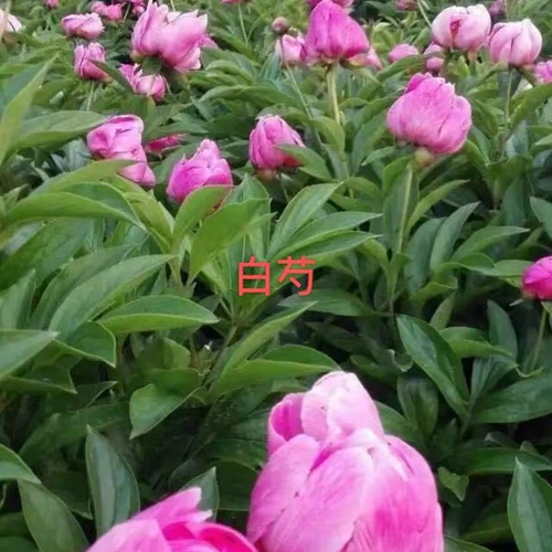 芍药