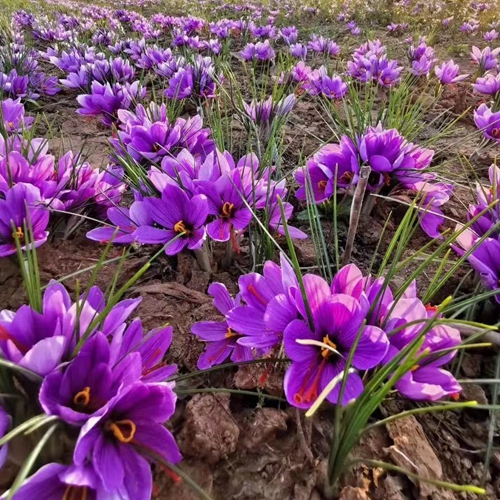 藏红花